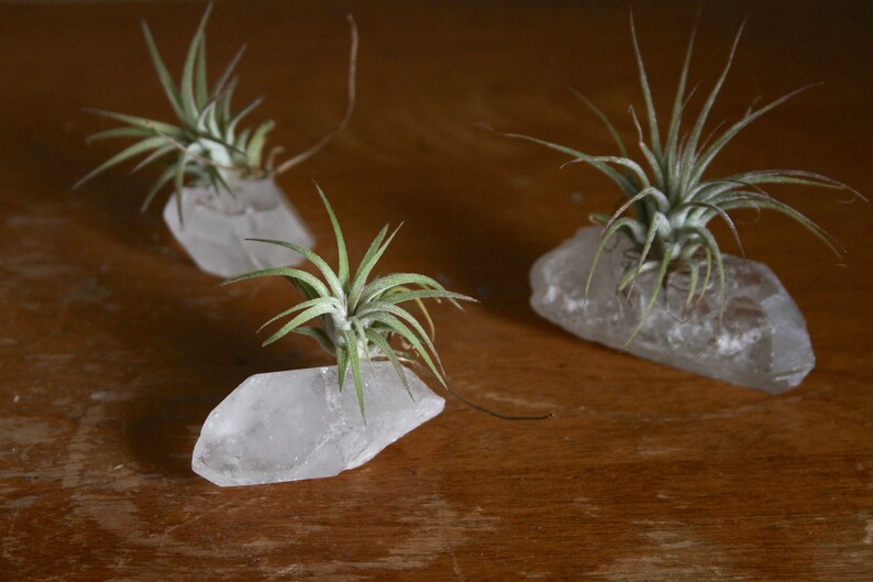 Tiny Raw Quartz Air Plant Holder Gift For Him Free Gift Box and Shipping Little Something