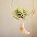 see more listings in the Moon Air Plant Nests section