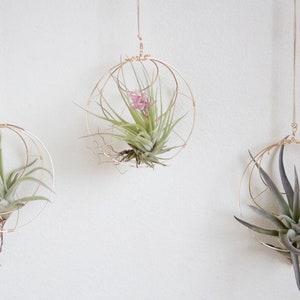 Geometric Hanging Air Plant Holder Set, Airplant Hangers, Moon Inspired Wall Decor, Himmeli, Gift For Plant Lover, Mom, Free Gift Boxes image 3