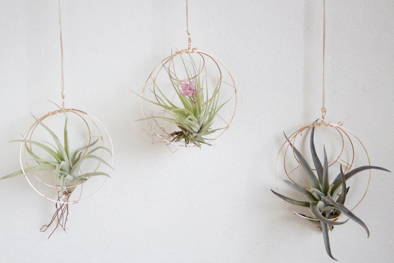 Geometric Hanging Air Plant Holder Set, Airplant Hangers, Moon Inspired Wall Decor, Himmeli, Gift For Plant Lover, Mom, Free Gift Boxes image 3