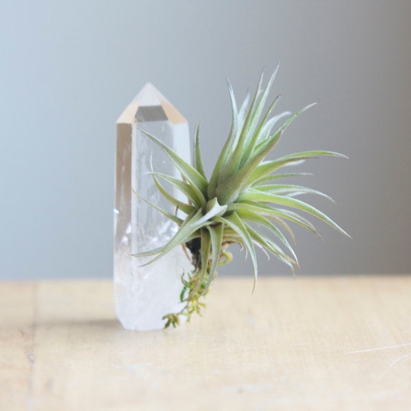 Air Plant on Quartz Crystal Point, Large, Unique Airplant Display, Gift For Friend, Gardener, Spiritual Gift, Tillandsia Lover, Under 20