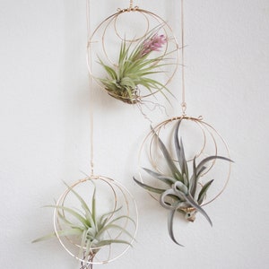 Geometric Hanging Air Plant Holder Set, Airplant Hangers, Moon Inspired Wall Decor, Himmeli, Gift For Plant Lover, Mom, Free Gift Boxes image 2