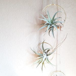 Geometric Hanging Air Plant Holder Set, Airplant Hangers, Moon Inspired Wall Decor, Himmeli, Gift For Plant Lover, Mom, Free Gift Boxes image 4