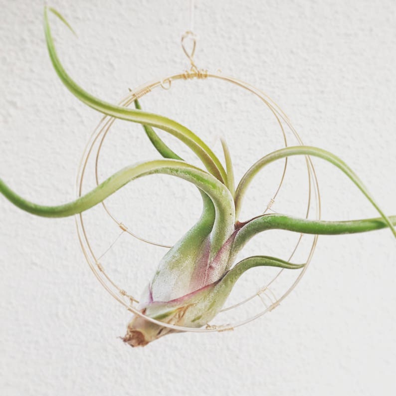 Hanging Planter, Air Plant Holder, Minimalist Celestial Inspired Wall Planter, Boho Decor, Housewarming Gift, Free Gift Box, under 25 image 4