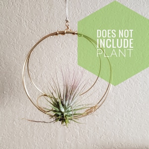 May include: Gold metal hanging planter with two concentric circles. A green air plant is displayed in the planter.  "DOES NOT INCLUDE PLANT" is written in a green hexagon.