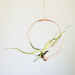 A green air plant rests inside a gold colored air plant hanger, made of wire rings inside of wire rings. The holder hangs by gold colored chain.