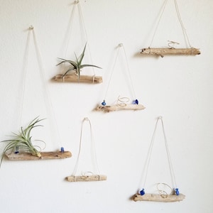 Driftwood Air Plant Holder, Hanger, Natural Boho Decor, Beach House Wall Decor, Gardening Gift, Nautical Decor, Office Gift, Cubicle Decor image 1