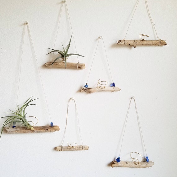 Driftwood Air Plant Holder WITH Plant: Natural Beachy Boho Decor, Coastal,  Nautical - Etsy Canada