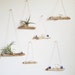 see more listings in the Air Plants and Driftwood section