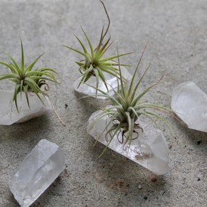 Tiny Raw Quartz Air Plant Holder, Little Something, Gift For Him, Friend, Under 20, Free Gift Box and Shipping image 3