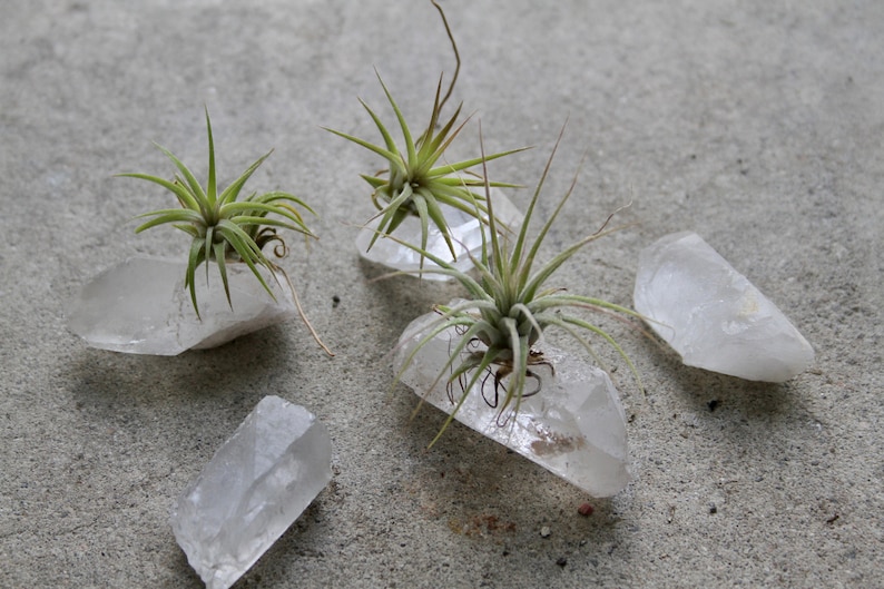 Tiny Raw Quartz Air Plant Holder Gift For Him Free Gift Box and Shipping Little Something