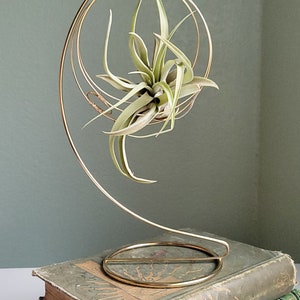 May include: A gold metal air plant holder with a circular design. The holder is on a stack of old books.