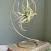 see more listings in the Air Plant Accessories section