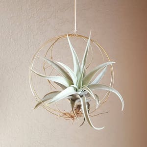 Hanging Planter, Air Plant Holder, Minimalist Celestial Inspired Wall Planter, Boho Decor, Housewarming Gift, Free Gift Box, under 25 image 6