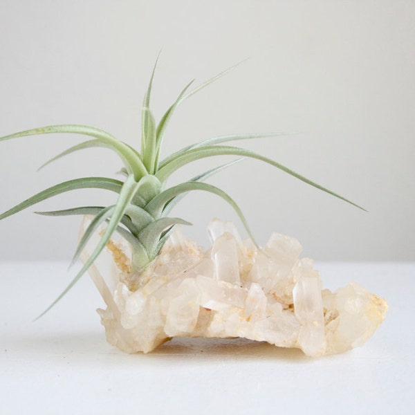 Air Plant on Quartz Chunk, Crystal Garden, Gift For Him