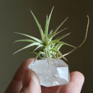 Tiny Raw Quartz Air Plant Holder, Little Something, Gift For Him, Friend, Under 20, Free Gift Box and Shipping image 1