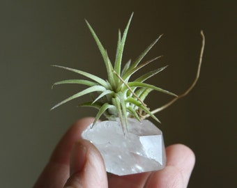 Tiny Raw Quartz Air Plant Holder, Little Something, Gift For Him, Friend, Under 20, Free Gift Box and Shipping