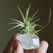 see more listings in the Airplant Crystal Under20 section