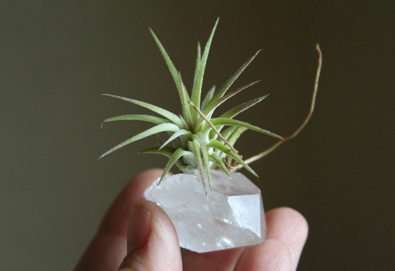 Tiny Raw Quartz Air Plant Holder, Little Something, Gift For Him, Friend, Under 20, Free Gift Box and Shipping image 1