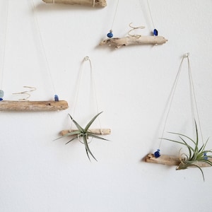 Driftwood Air Plant Holder, Hanger, Natural Boho Decor, Beach House Wall Decor, Gardening Gift, Nautical Decor, Office Gift, Cubicle Decor zdjęcie 2