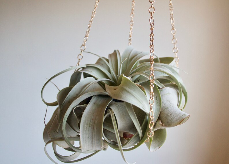 Air Plant Holder Hanging Xerographica Planter With or Etsy