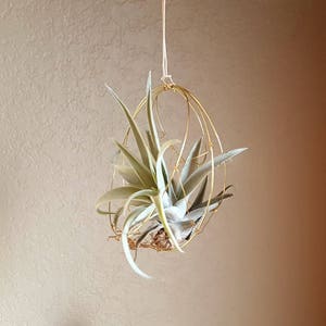 Geometric Hanging Air Plant Holder Set, Airplant Hangers, Moon Inspired Wall Decor, Himmeli, Gift For Plant Lover, Mom, Free Gift Boxes image 7