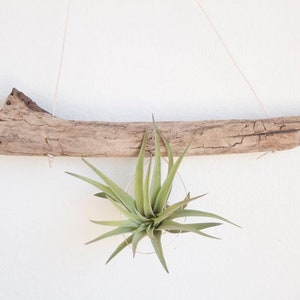 Large Driftwood Air Plant Holder, Hanging Airplant Display, Summer Decor, Beach House Style, Driftwood Mermaid Decor, Nautical