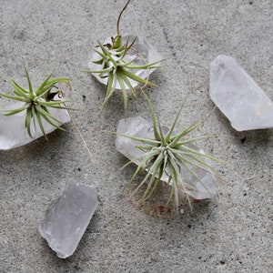 Tiny Raw Quartz Air Plant Holder, Little Something, Gift For Him, Friend, Under 20, Free Gift Box and Shipping image 4