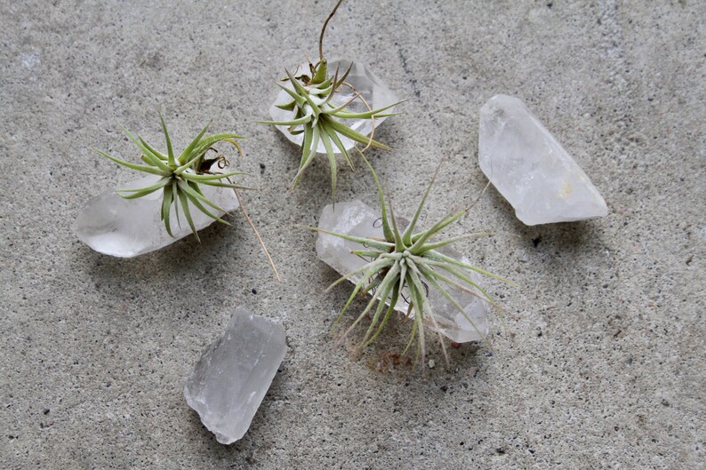 Tiny Raw Quartz Air Plant Holder, Little Something, Gift For Him, Friend, Under 20, Free Gift Box and Shipping image 4