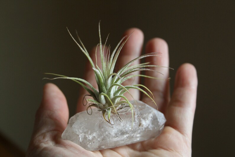 Tiny Raw Quartz Air Plant Holder Gift For Him Free Gift Box and Shipping Little Something