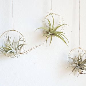 Geometric Hanging Air Plant Holder Set, Airplant Hangers, Moon Inspired Wall Decor, Himmeli, Gift For Plant Lover, Mom, Free Gift Boxes image 1