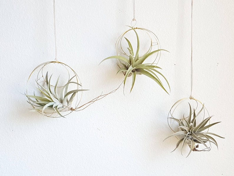 Geometric Hanging Air Plant Holder Set, Airplant Hangers, Moon Inspired Wall Decor, Himmeli, Gift For Plant Lover, Mom, Free Gift Boxes image 1
