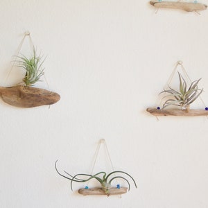 Driftwood Air Plant Holder WITHOUT Plants, Small Airplant Hanger, Natural Boho Decor, Wood Decor, Beach House Wall Decor, Gardening Gift image 4