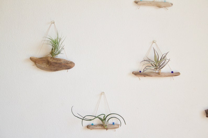 Driftwood Air Plant Holder WITHOUT Plants, Small Airplant Hanger, Natural Boho Decor, Wood Decor, Beach House Wall Decor, Gardening Gift image 4