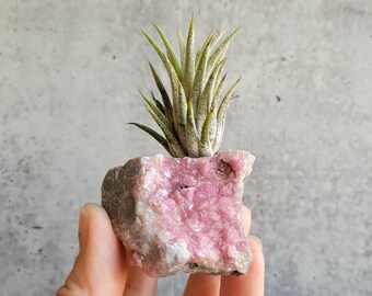 Airplant Holder, Air Plant Crystal, Pink Cobaltoan Dolomite, Best Friend Gift For Happiness, Friendship, Boho Decor, Plant Lady Gift