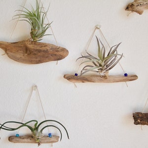 Driftwood Air Plant Holder WITHOUT Plants, Small Airplant Hanger, Natural Boho Decor, Wood Decor, Beach House Wall Decor, Gardening Gift image 5
