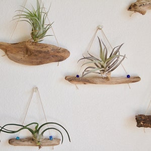 Driftwood Air Plant Holder, Hanger, Natural Boho Decor, Beach House Wall Decor, Gardening Gift, Nautical Decor, Office Gift, Cubicle Decor image 7