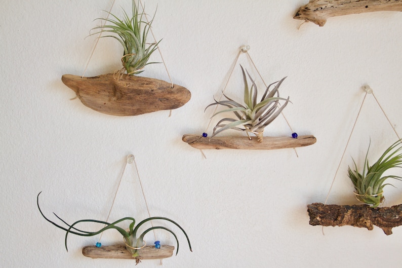 Driftwood Air Plant Holder WITHOUT Plants, Small Airplant Hanger, Natural Boho Decor, Wood Decor, Beach House Wall Decor, Gardening Gift image 5