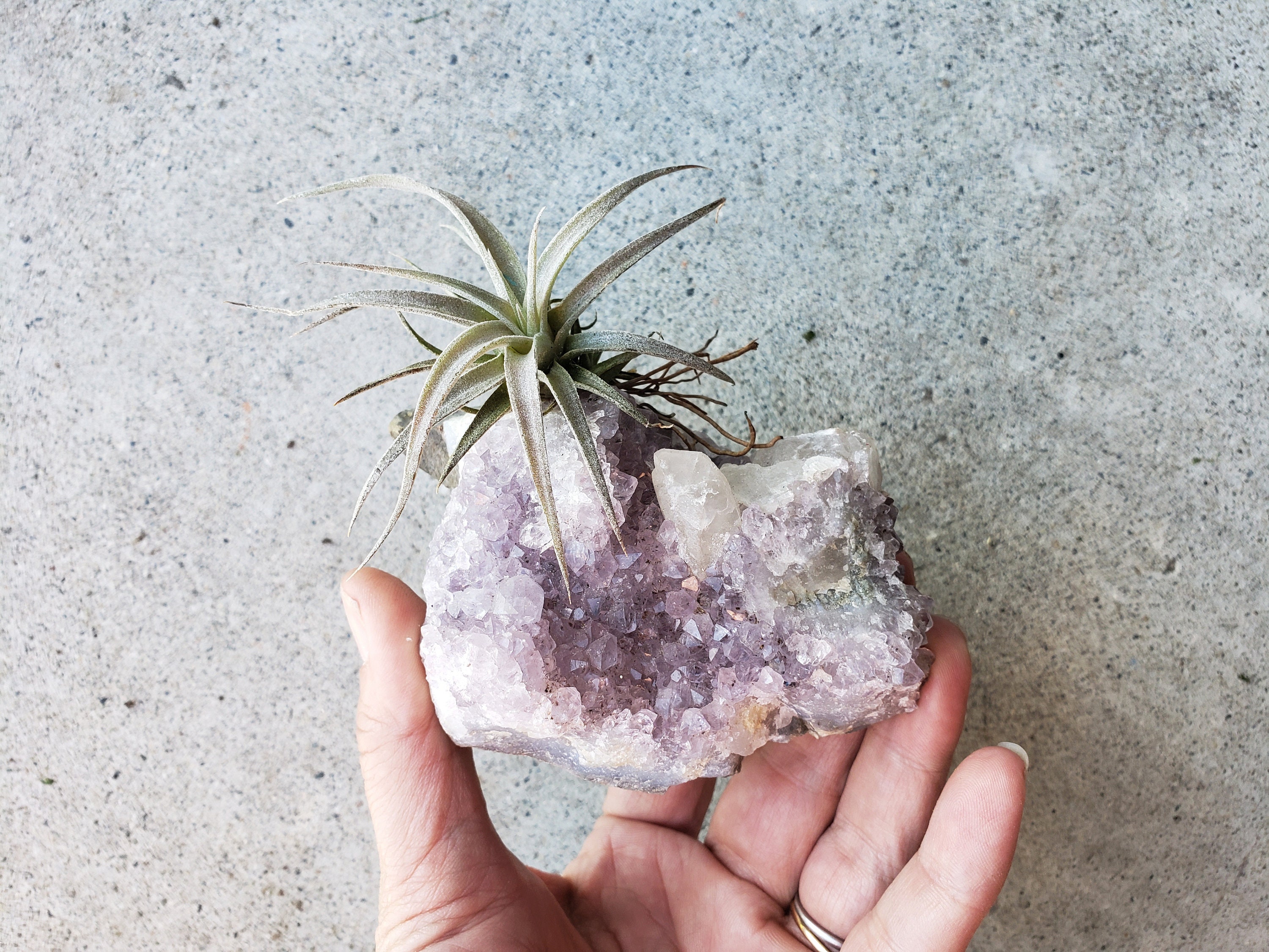 Air Plant On Amethyst And Selenite Geode Crystal Garden Etsy