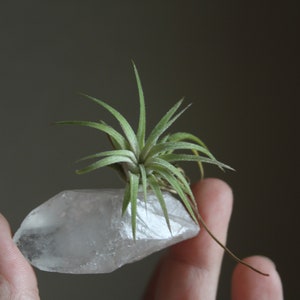 Tiny Raw Quartz Air Plant Holder, Little Something, Gift For Him, Friend, Under 20, Free Gift Box and Shipping image 2