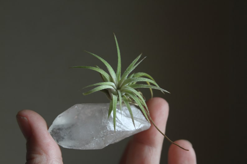 Tiny Raw Quartz Air Plant Holder Gift For Him Free Gift Box and Shipping Little Something