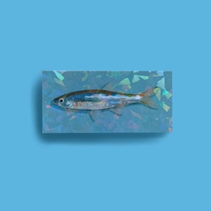 Fish Sticker