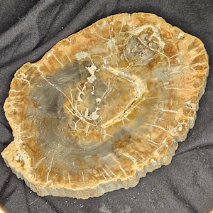 Petrified Wood Slice