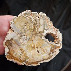 Petrified Wood Specimen