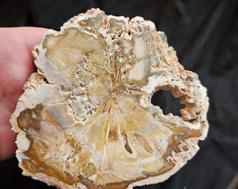 Petrified Wood Specimen