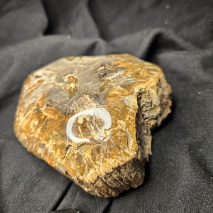 Petrified Wood Specimen