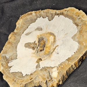 Petrified Wood Slice