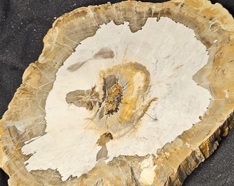 Petrified Wood Slice