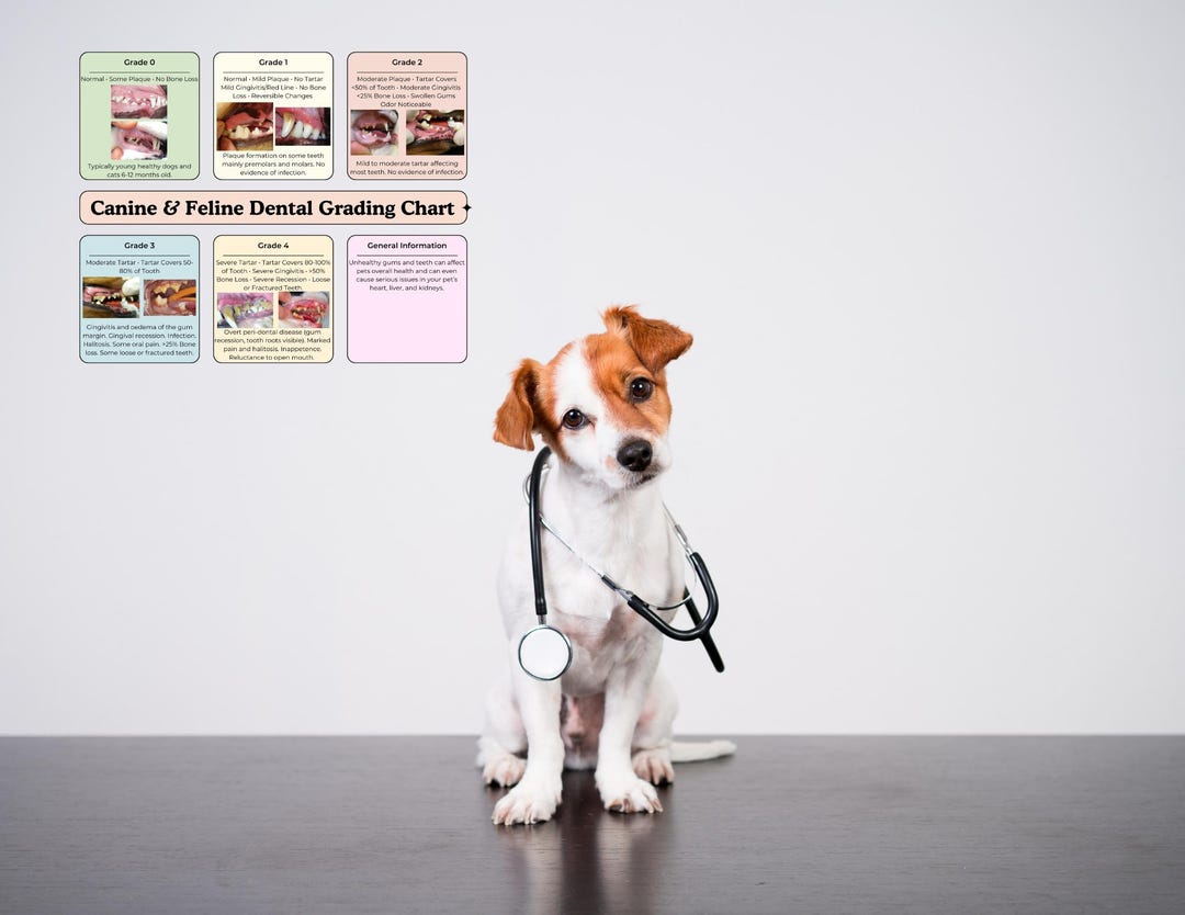Canine & Feline Dental Grading Chart • Veterinary • Dentistry
