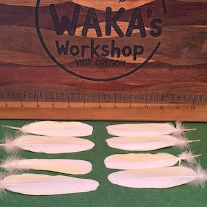 Naturally Molted Cockatoo Feathers – Medium Size – Ethical Craft & Decor Supplies